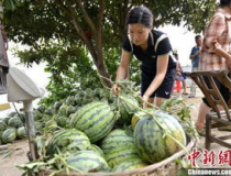 网红吃瓜湖北空降,揭秘湖北空降背后的神秘故事