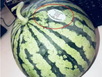 网红婴儿吃瓜,网红婴儿的甜蜜吃瓜日常